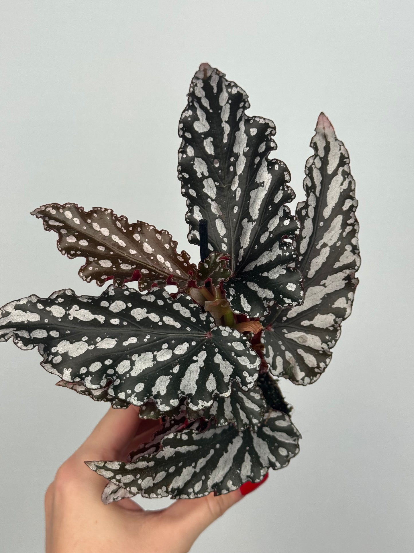 Begonia maculata 'Spotlight Dark'