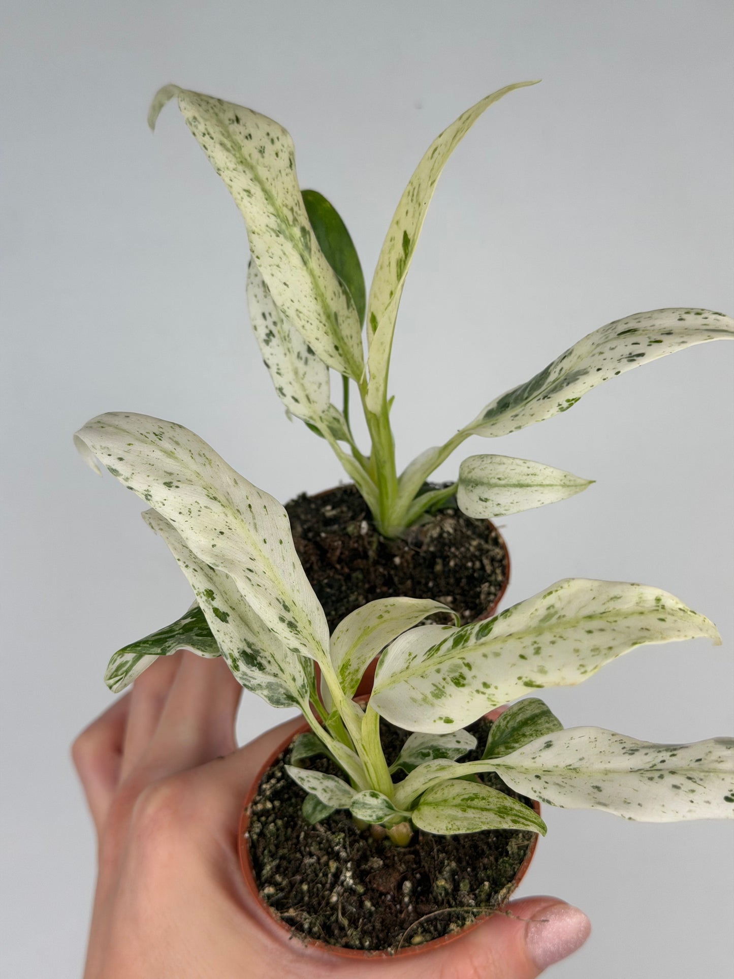 Rhaphidophora Puberula 'Variegata' Rhaphidophora Tropical Corner