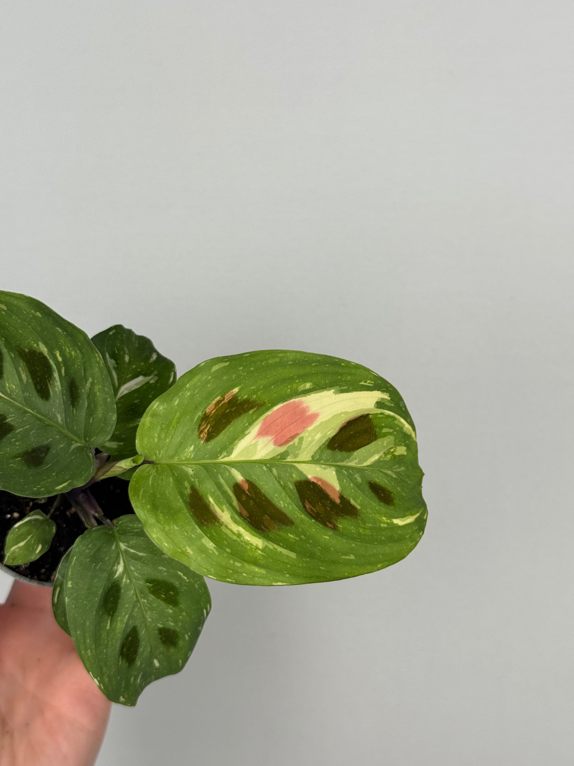 Maranta Leuconeura “Kerchoveana” variegata