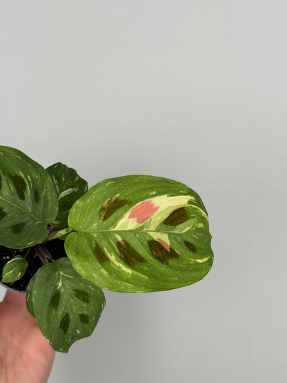 Maranta Leuconeura “Kerchoveana” variegata