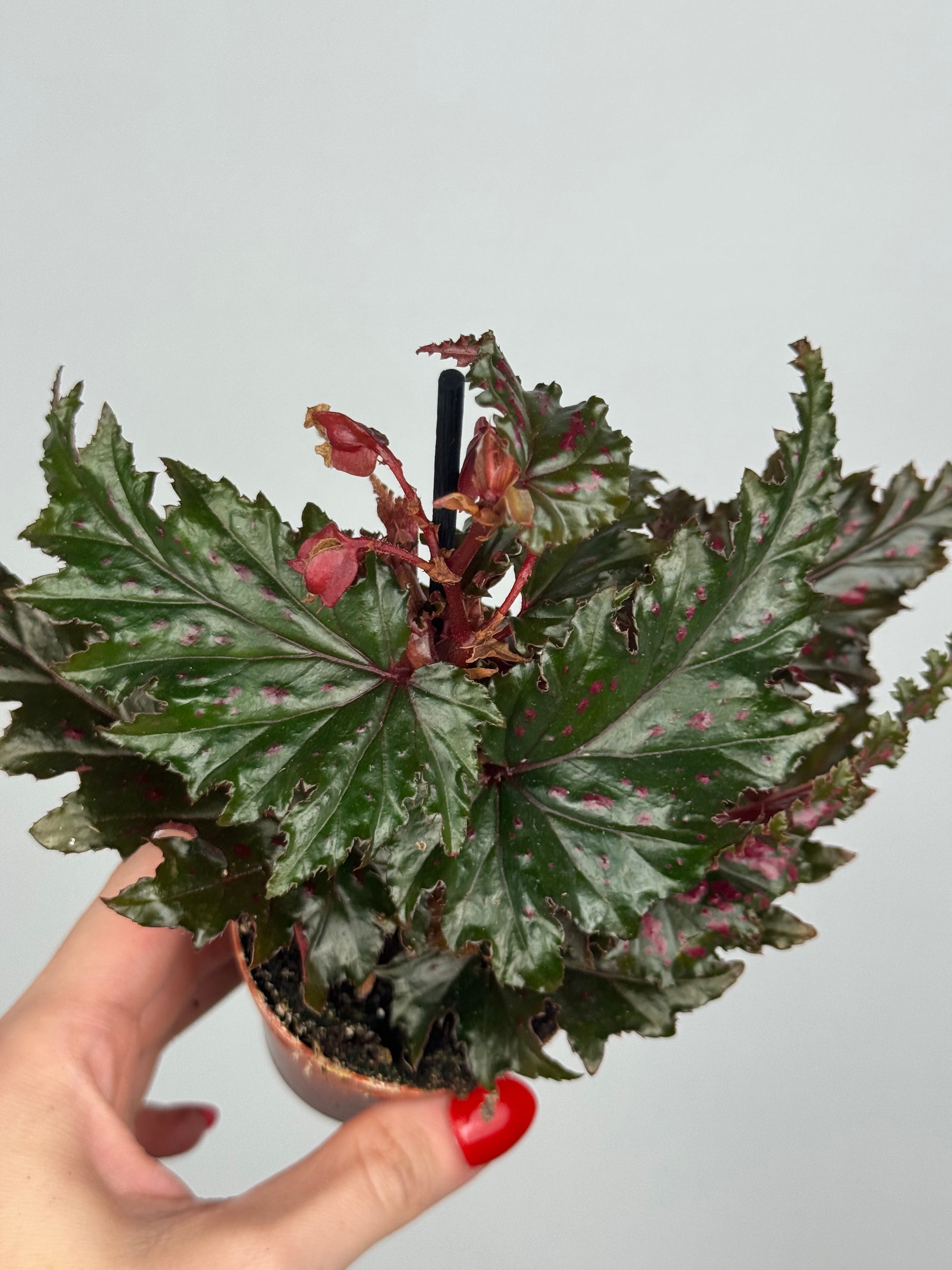 Begonia Serratipetala