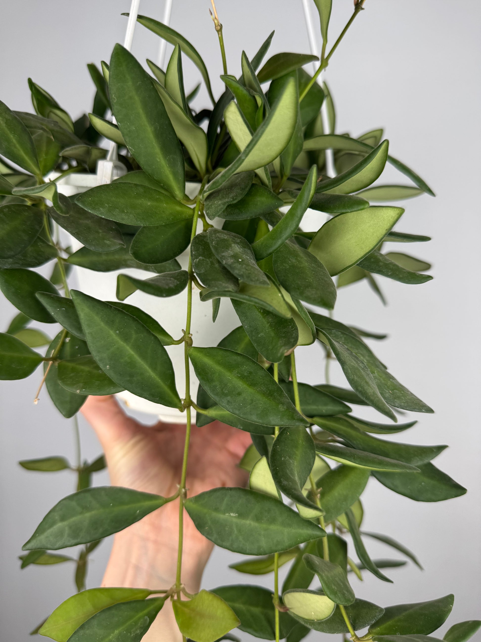 Hoya Burtoniae