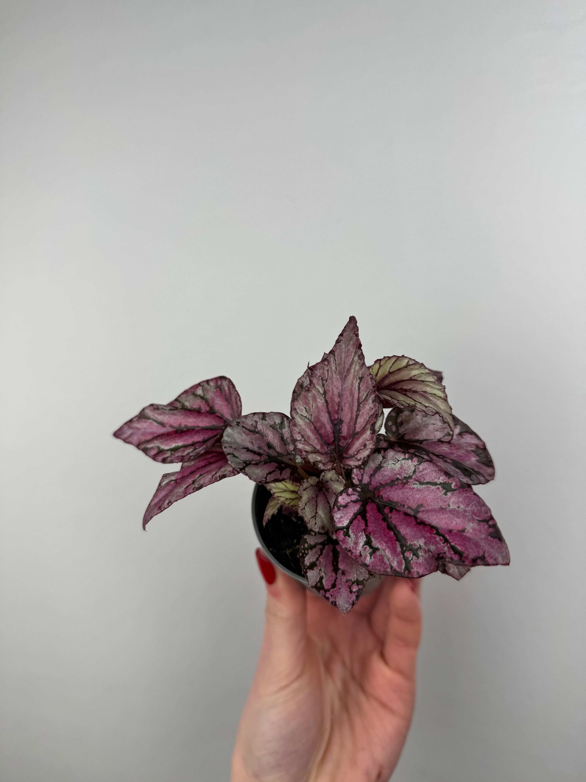 Begonia “Hugh McLaughlin/McLauchlan”