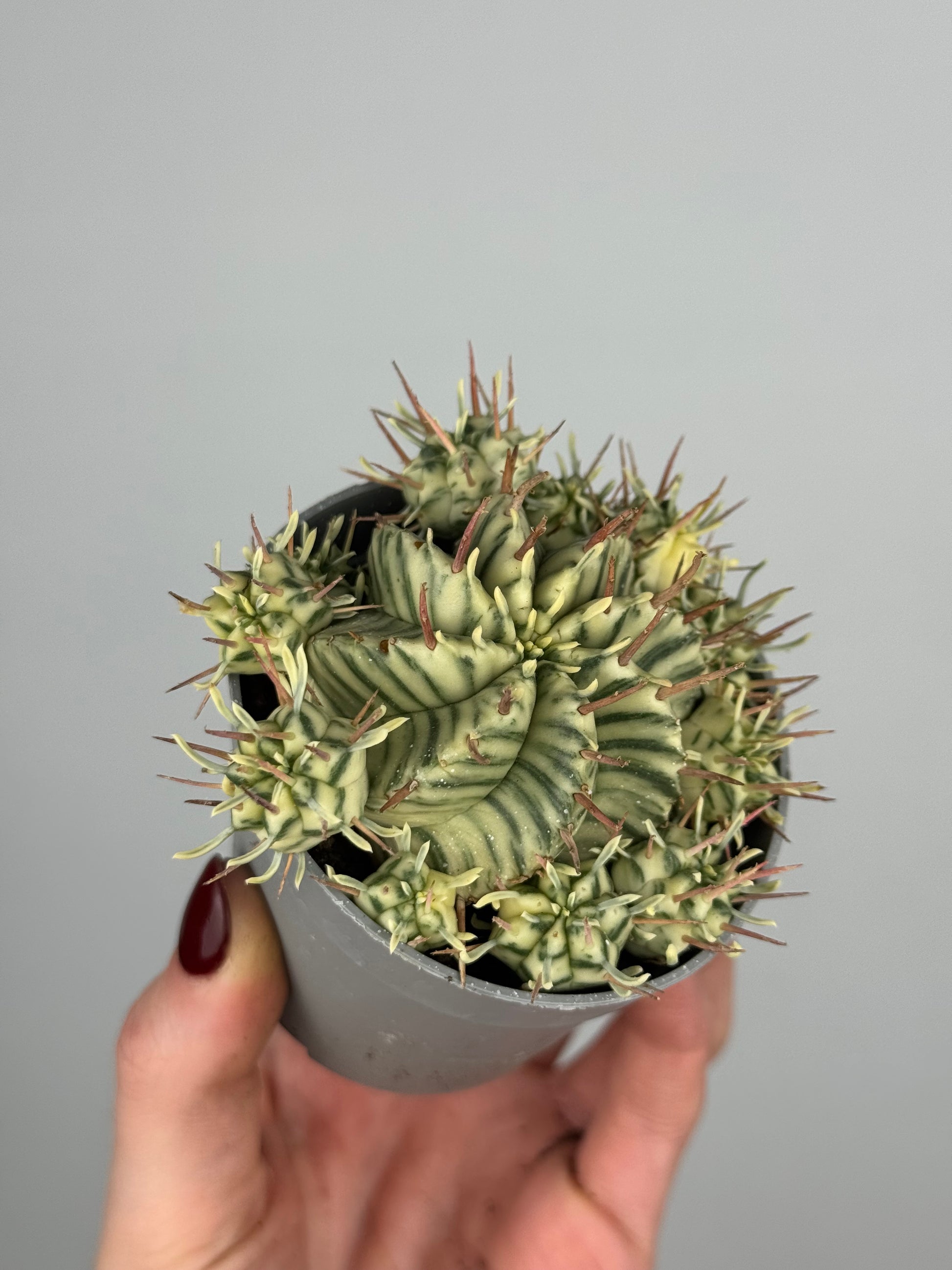 Euphorbia meloformis variegata