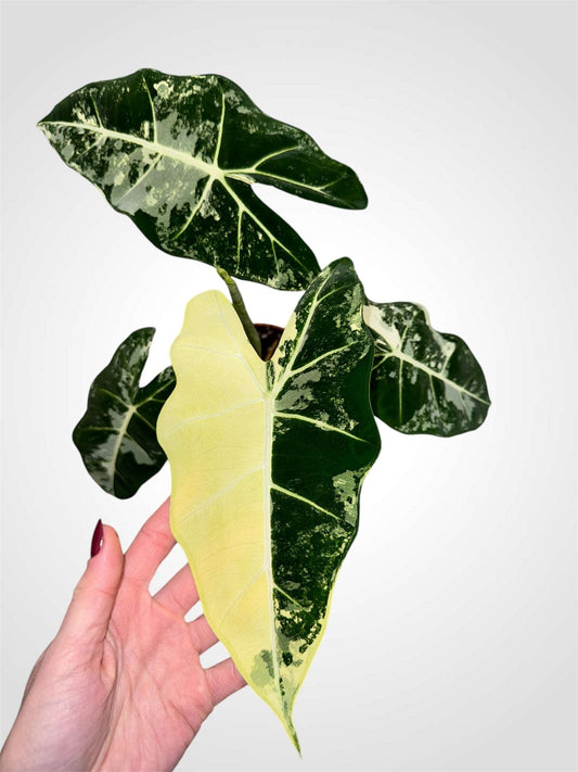 Alocasia Frydek variegata