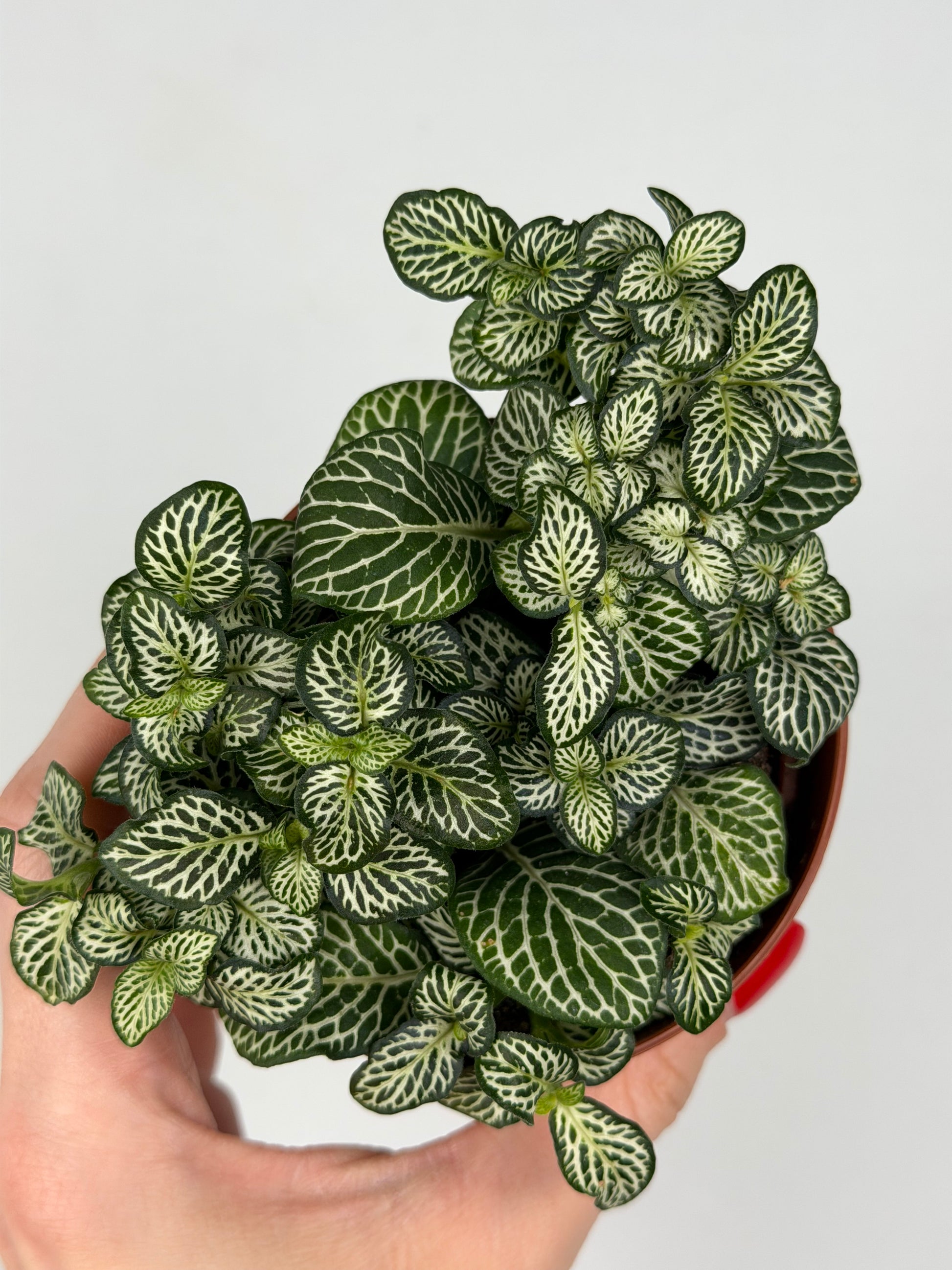 Fittonia Mosaic 'Marble Green' Fittonia Tropical Corner