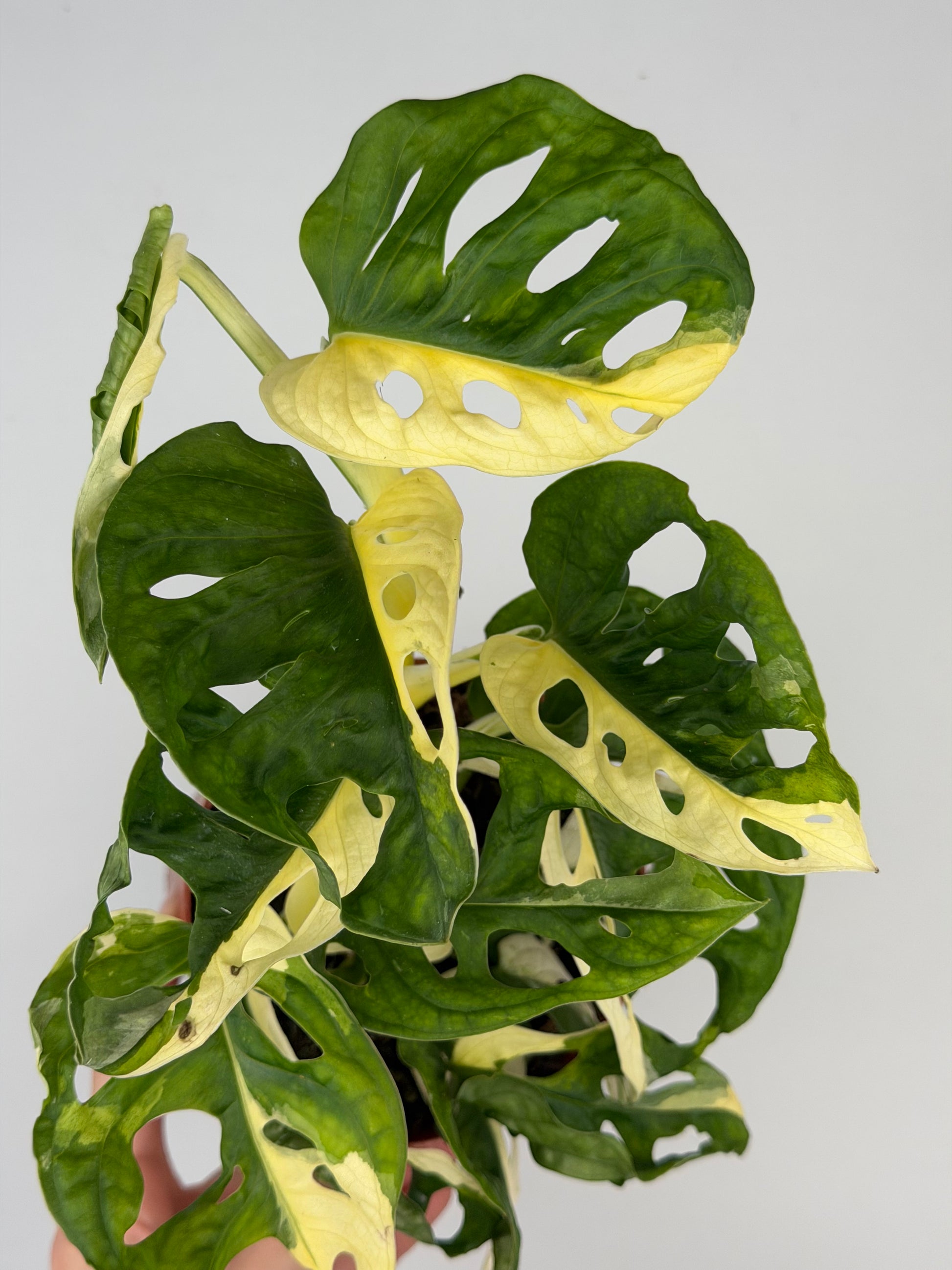 Monstera Adansonii Variegata Monstera Tropical Corner