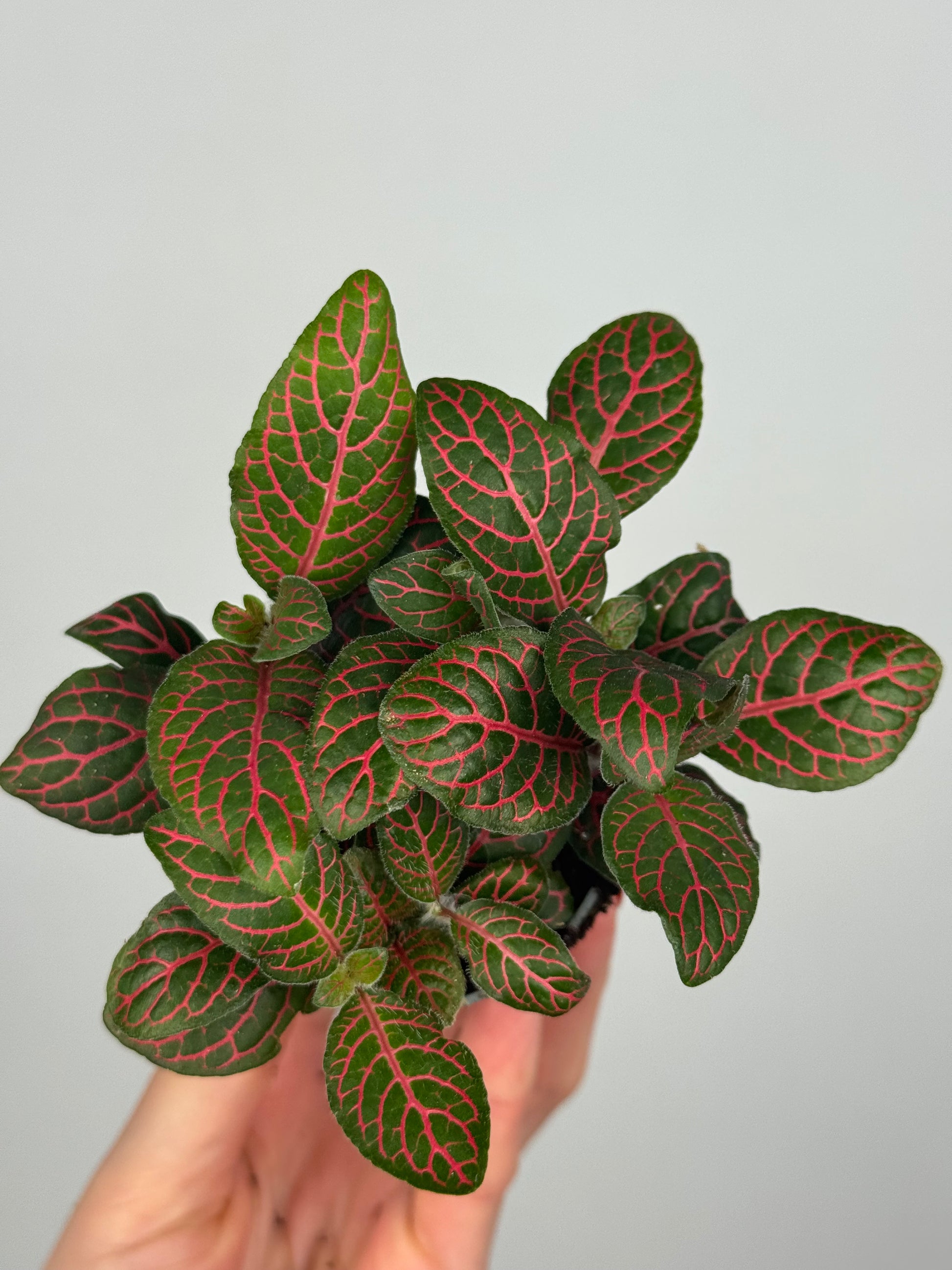 Fittonia verschaffeltii 'Red Star'