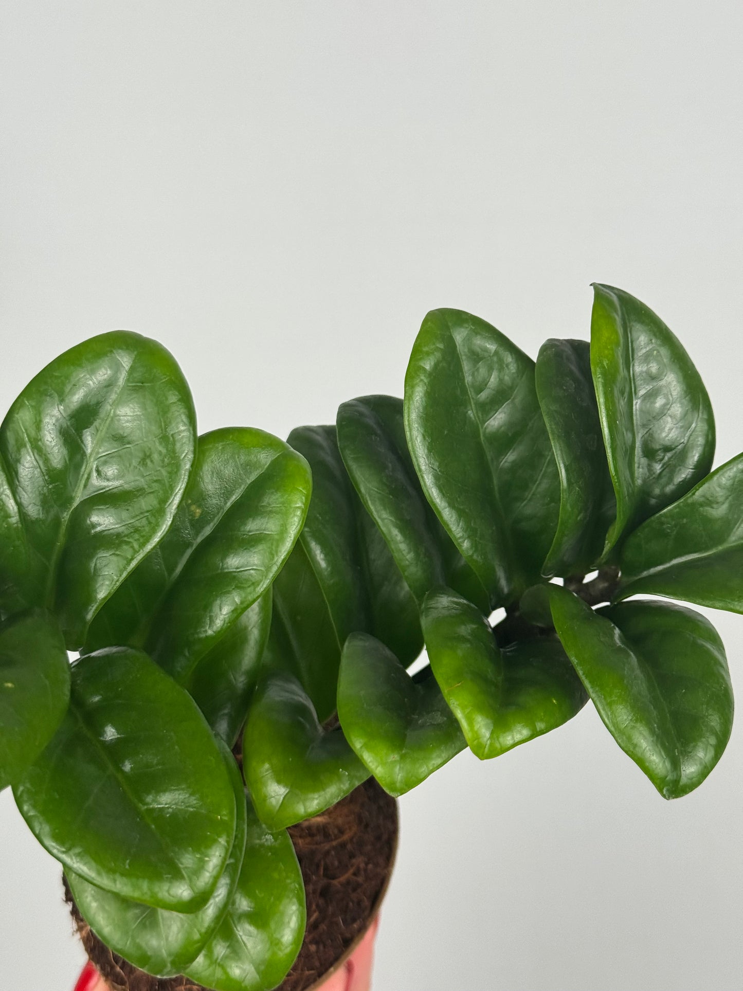 Zamioculcas Zamiifolia “Zenzi”