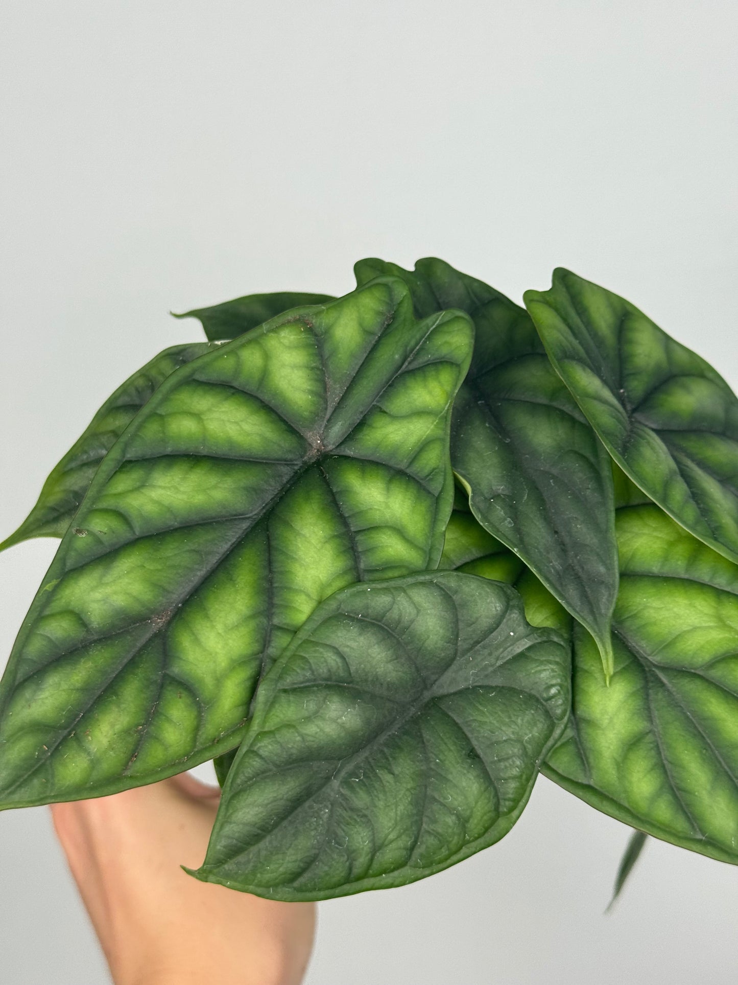 Alocasia Dragon Scale
