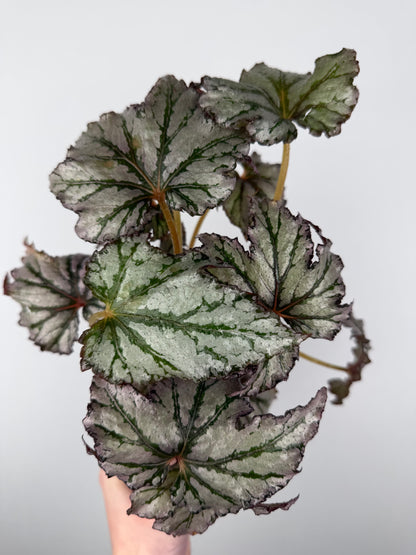 Begonia 'Spacestar Maia'