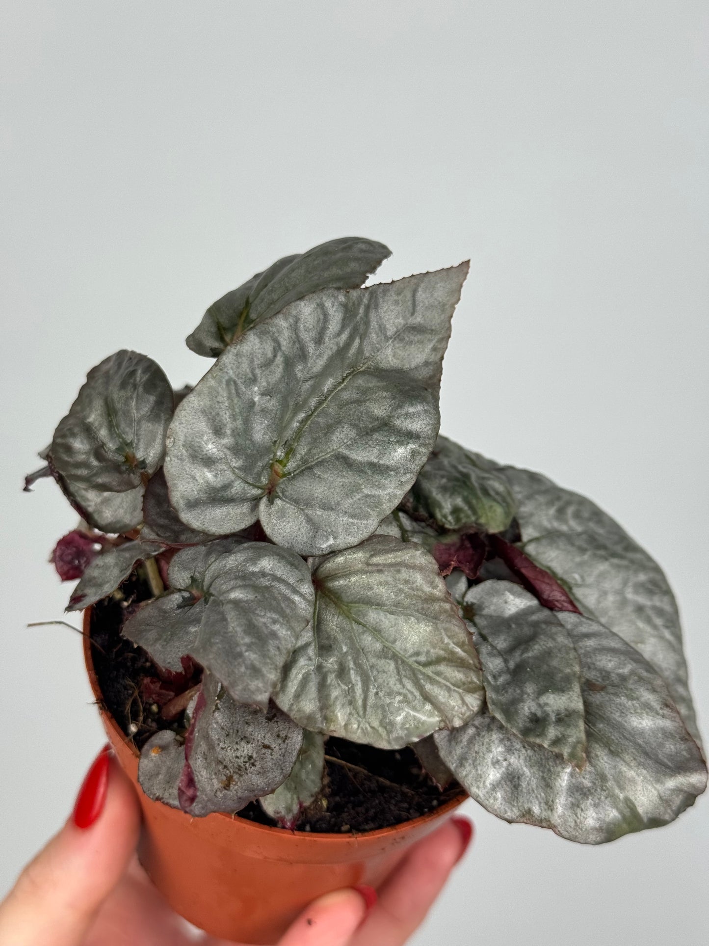 Begonia Rex “Arctic Breeze”