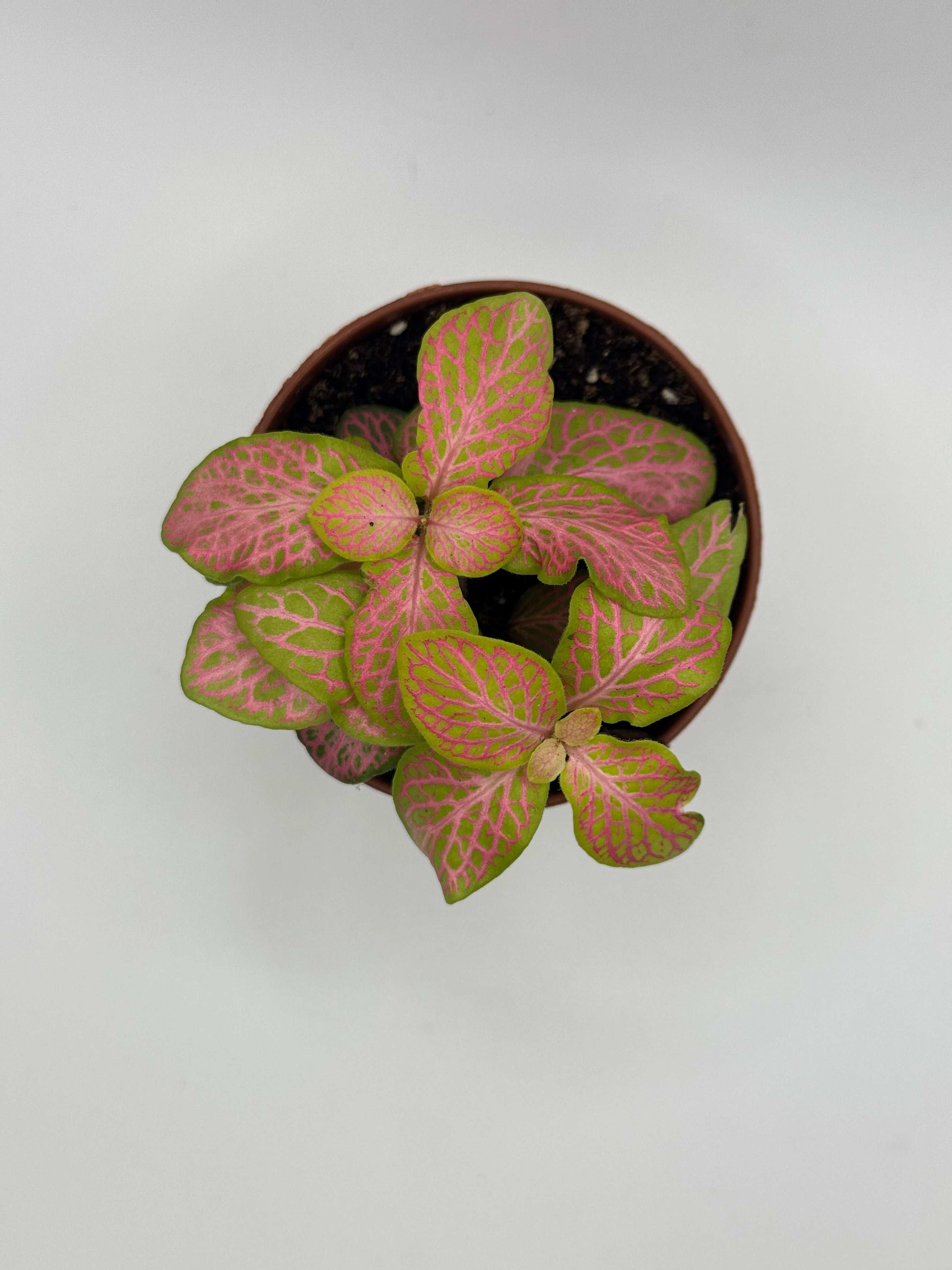 Fittonia “Ruby Lime”
