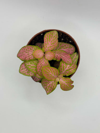 Fittonia “Ruby Lime”