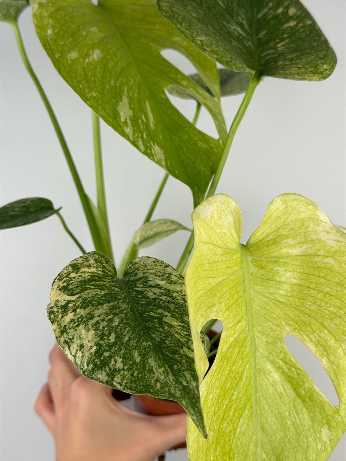 Monstera Mint