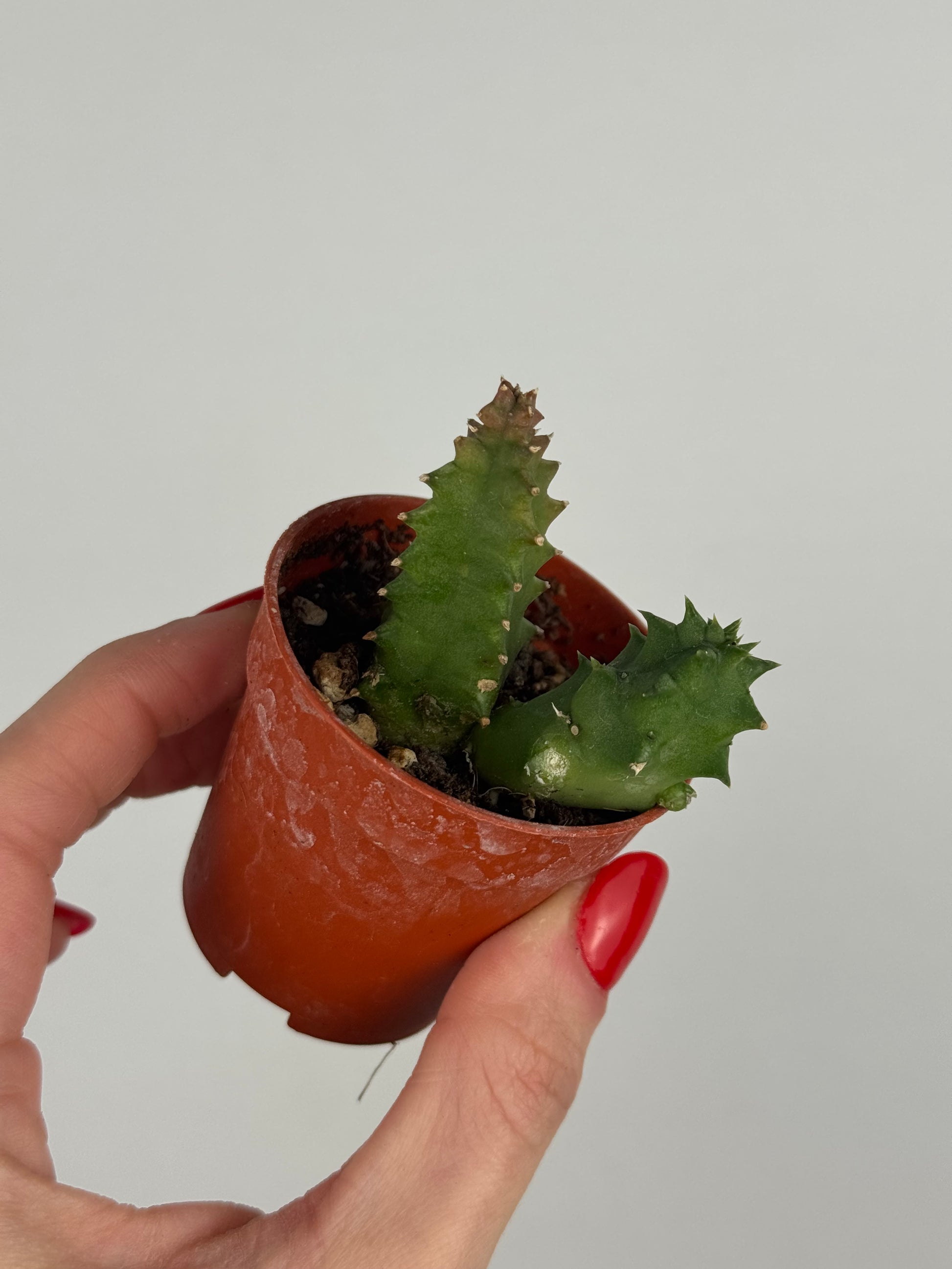 Stapelia Huernia Zebrina | Luma