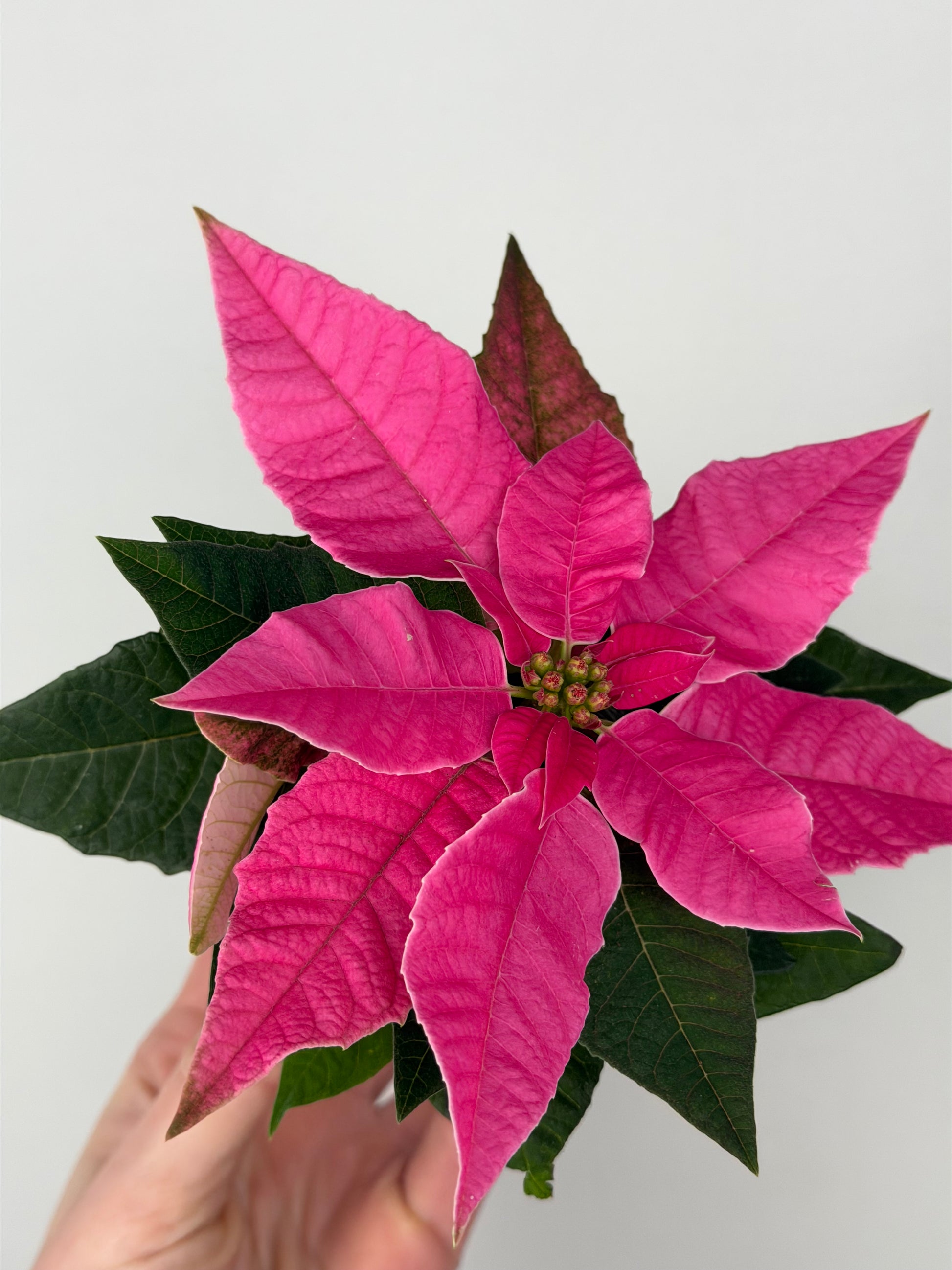 Euphorbia pul. Princettia Dark Pink