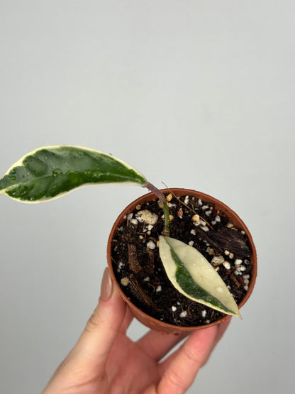 Hoya Krimson Queen | Lily