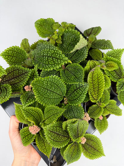 Pilea mollis 'Moon Valley' Pilea Tropical Corner