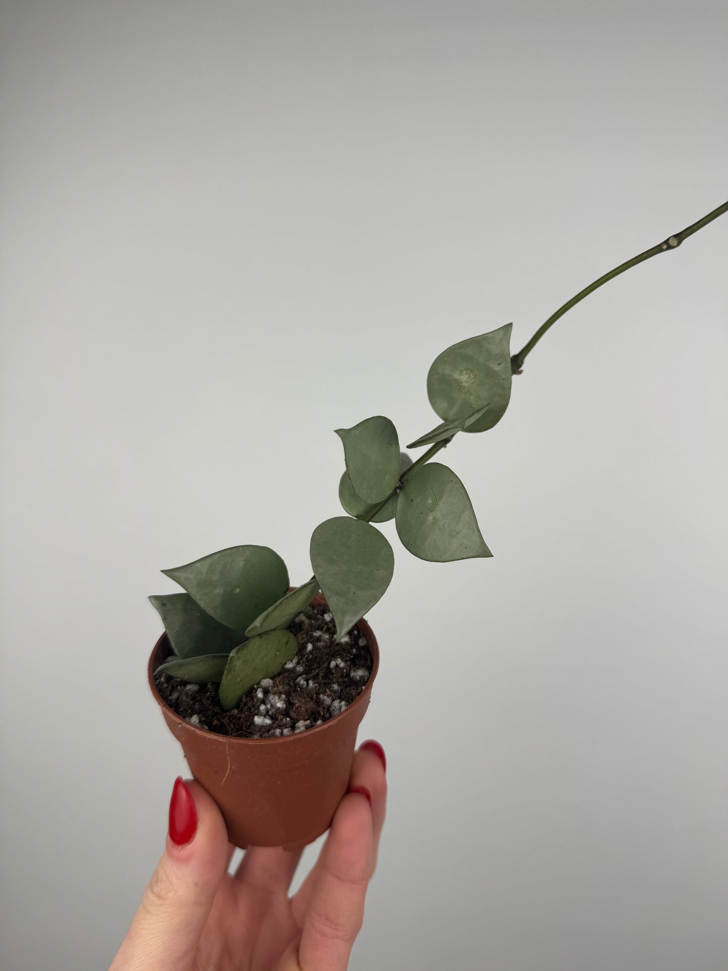 Hoya Krohniana “Eskimo”