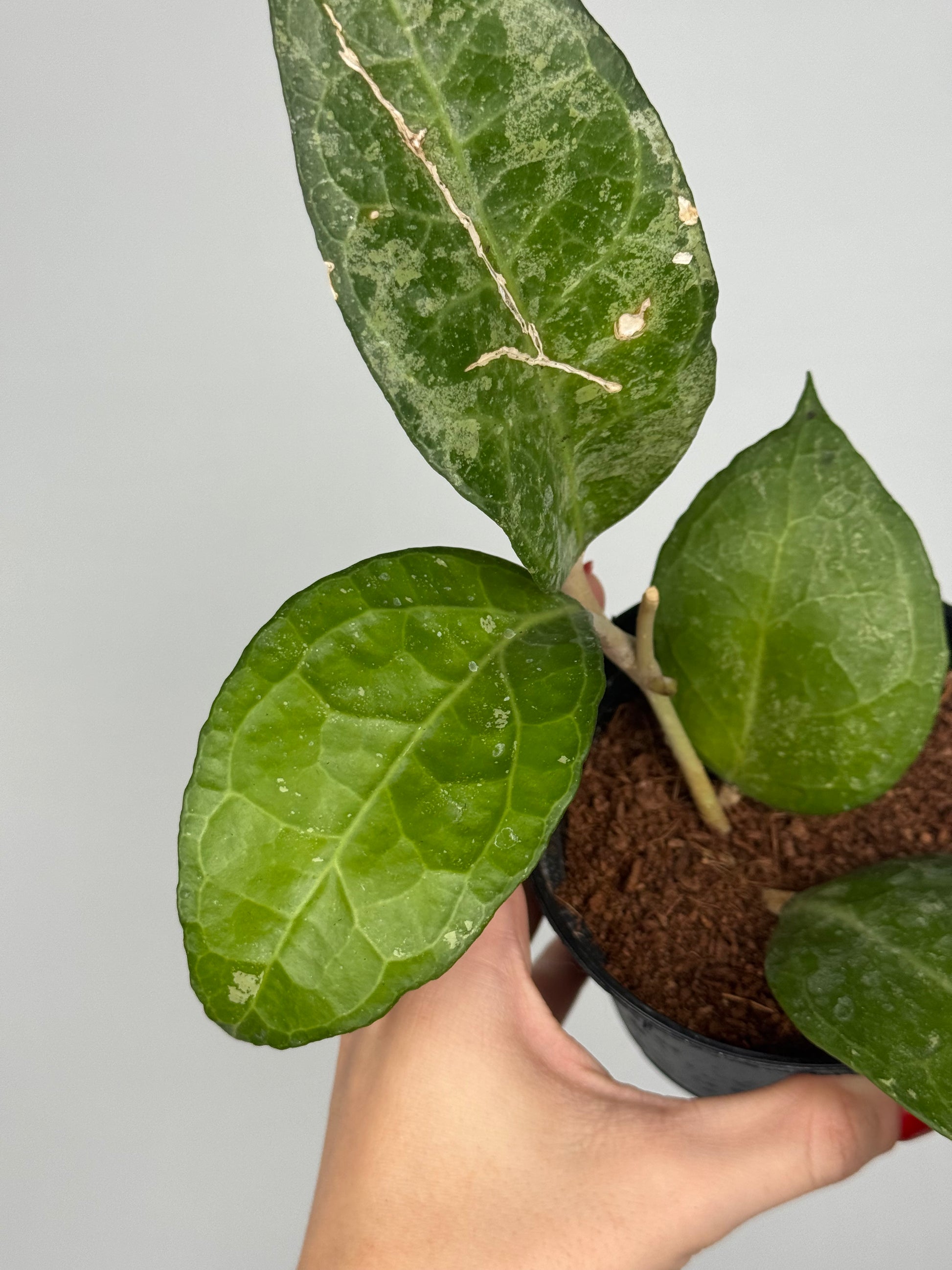 Hoya Verticillata “Wayang Splash” | Chloris