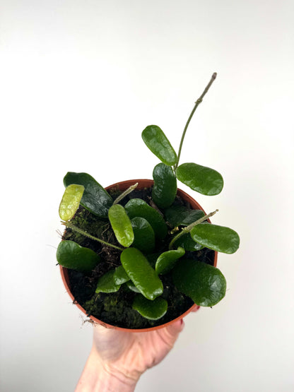 Hoya Rotundiflora
