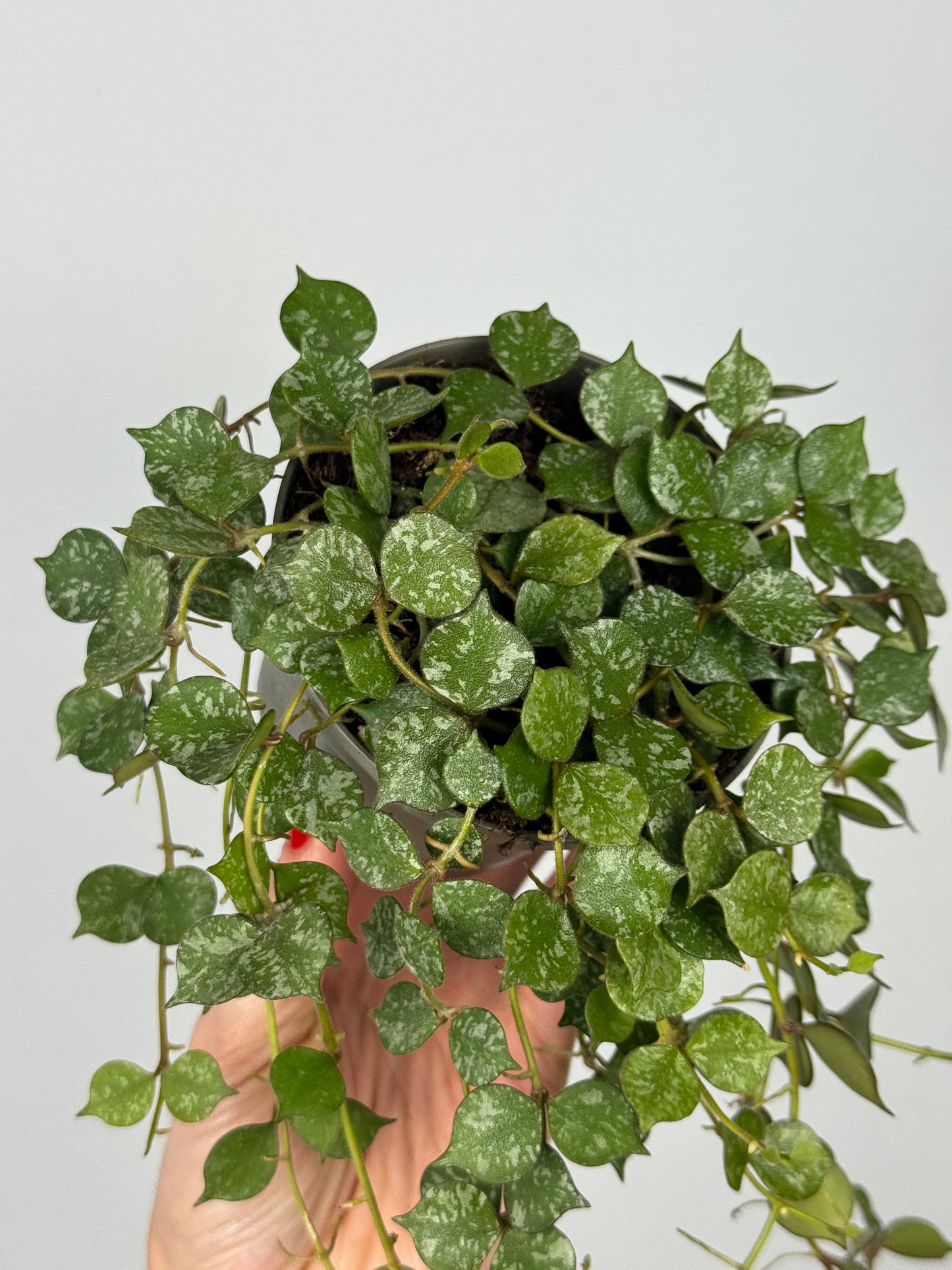 Hoya Curtisii
