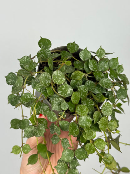 Hoya Curtisii
