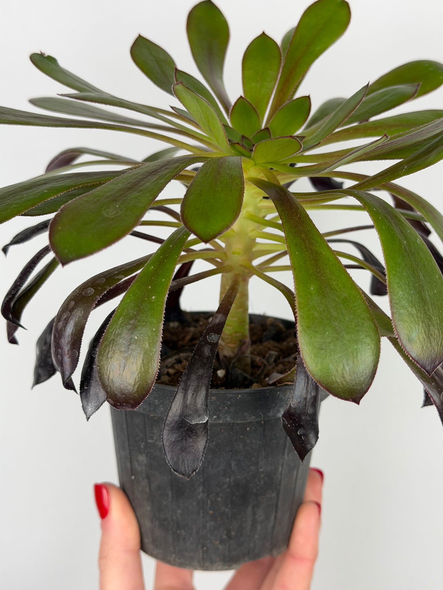 Aeonium Atropurpureum Schwarzkopf “Testa nera” Aeonium Tropical Corner