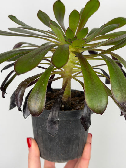 Aeonium Atropurpureum Schwarzkopf “Testa nera” Aeonium Tropical Corner