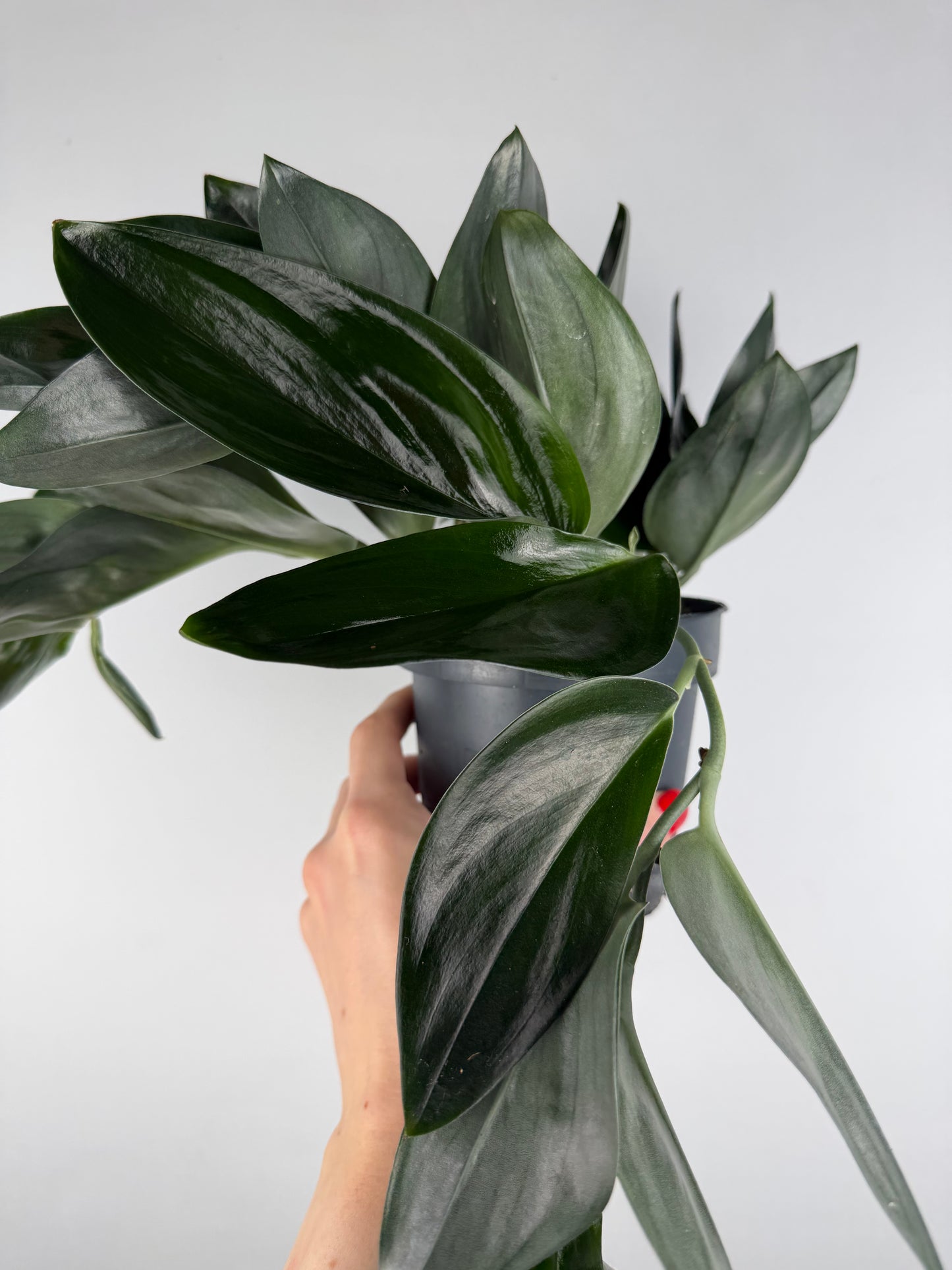 Scindapsus Treubii 'Dark Form' Scindapsus Tropical Corner
