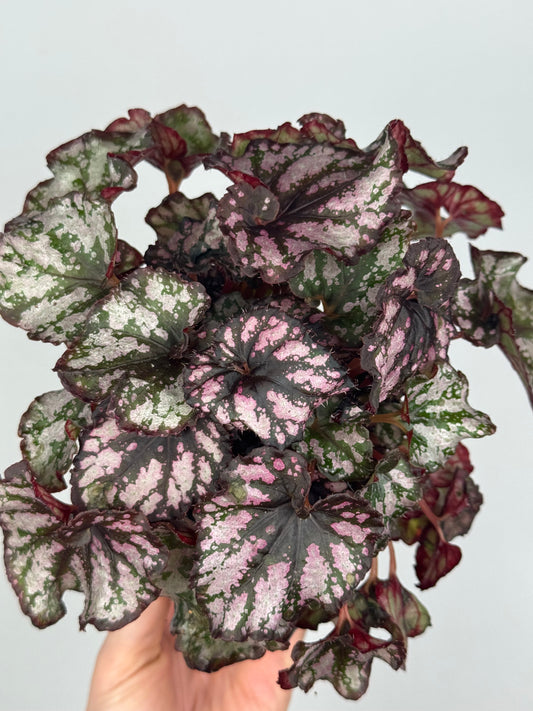 Begonia Harmony’s 'Twisted Sister'