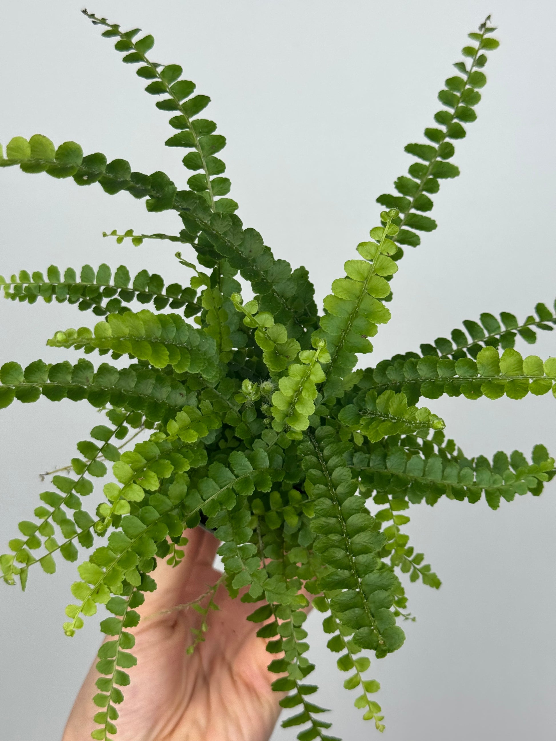 Nephrolepis cordifolia “Duffy”