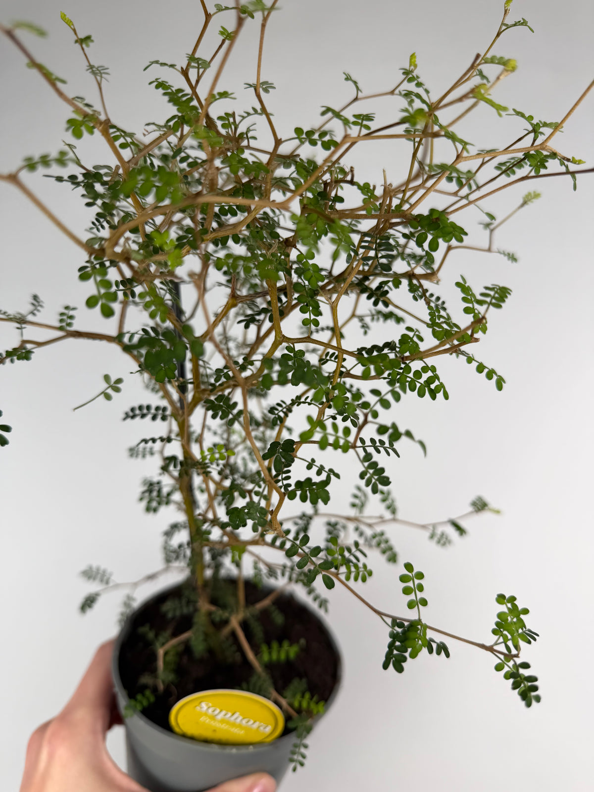 Sophora Prostrata 'Little Baby'