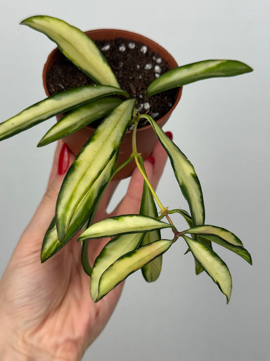 Hoya Wayetii 'Tricolor'