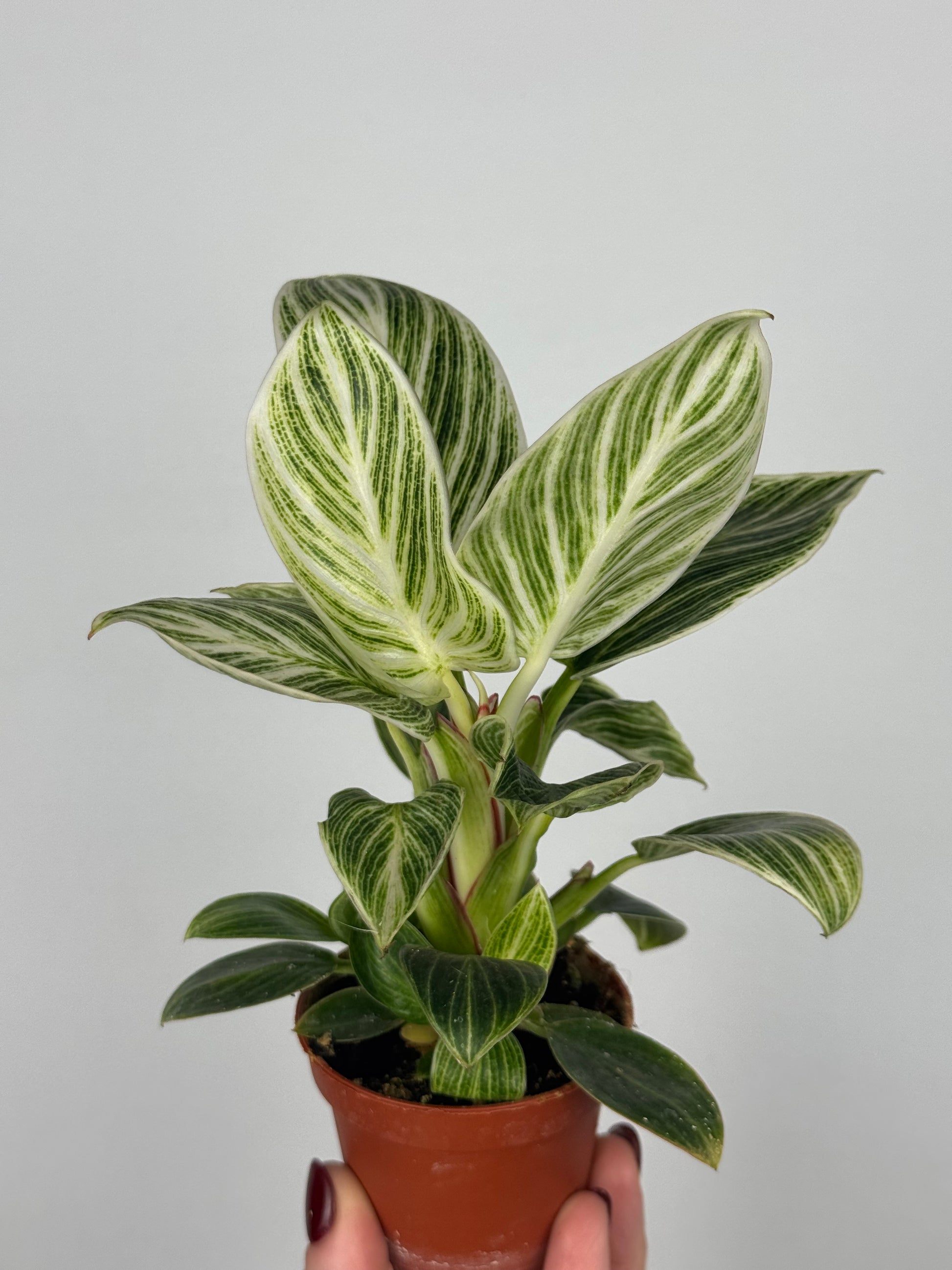 philodendron green leaves white veins Philodendron 'White Veins' – Tropical Corner