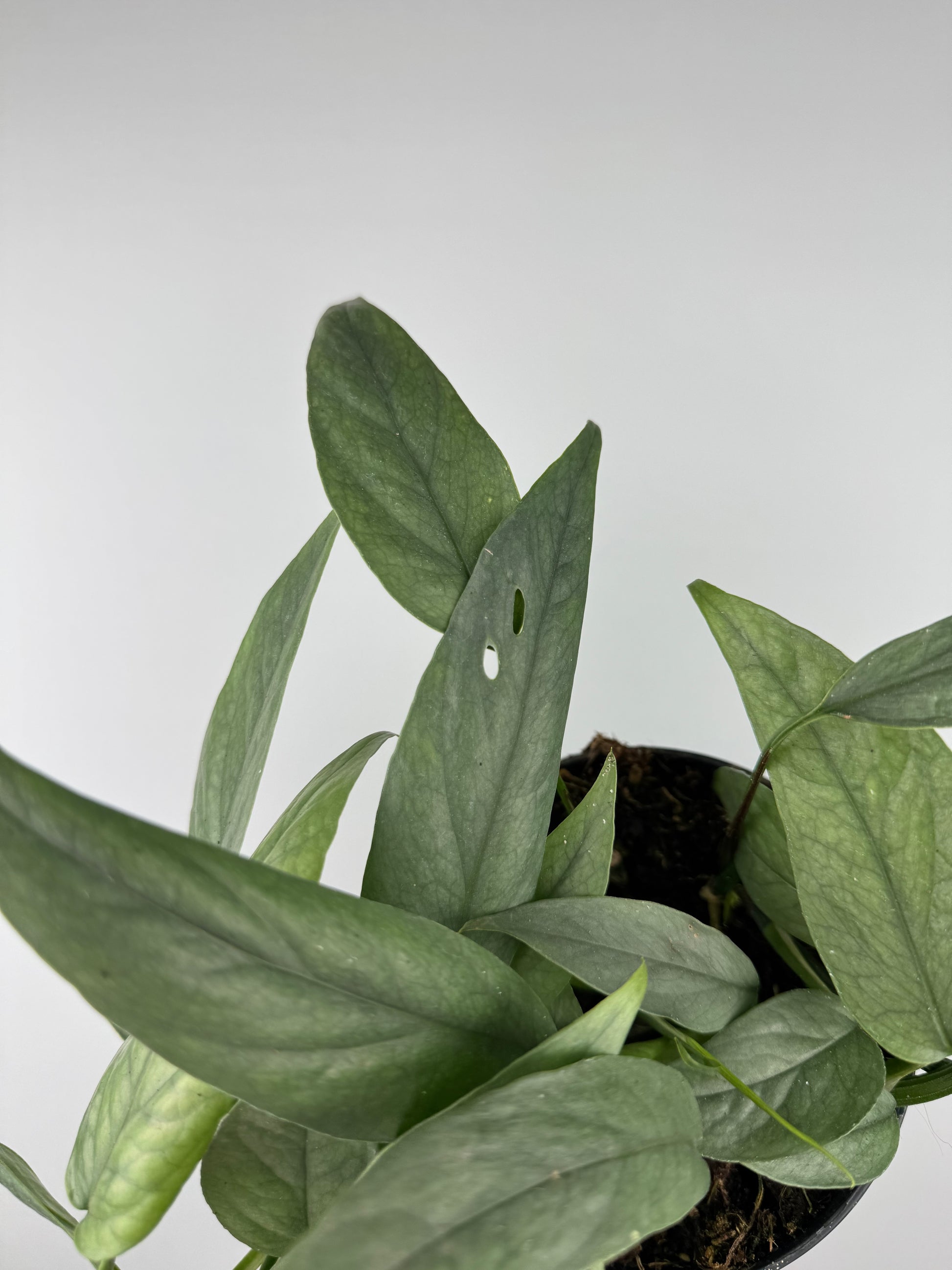 Epipremnum pinnatum “Cebu Blue”
