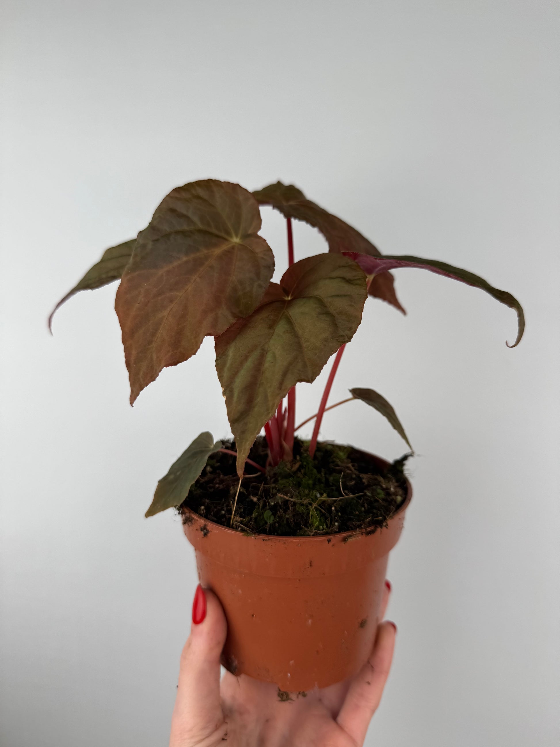 Begonia Pavonina