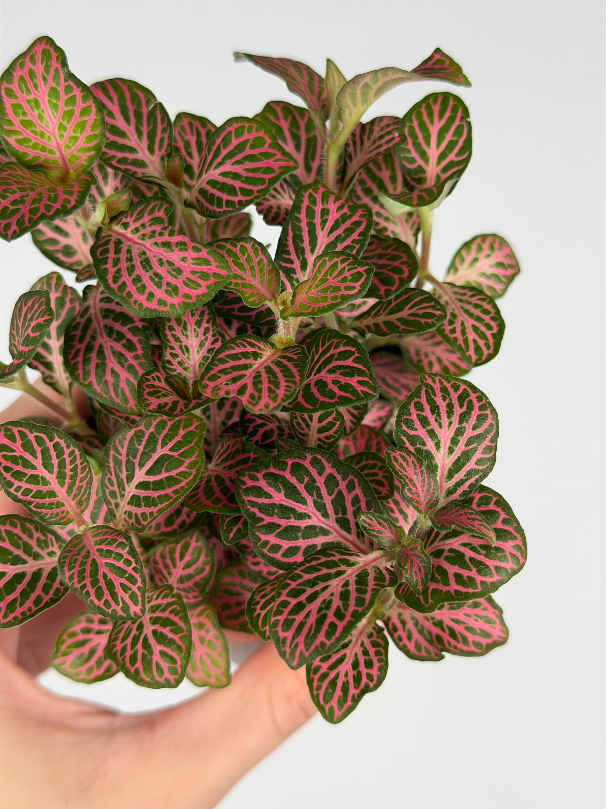 Fittonia Pink Fittonia Tropical Corner