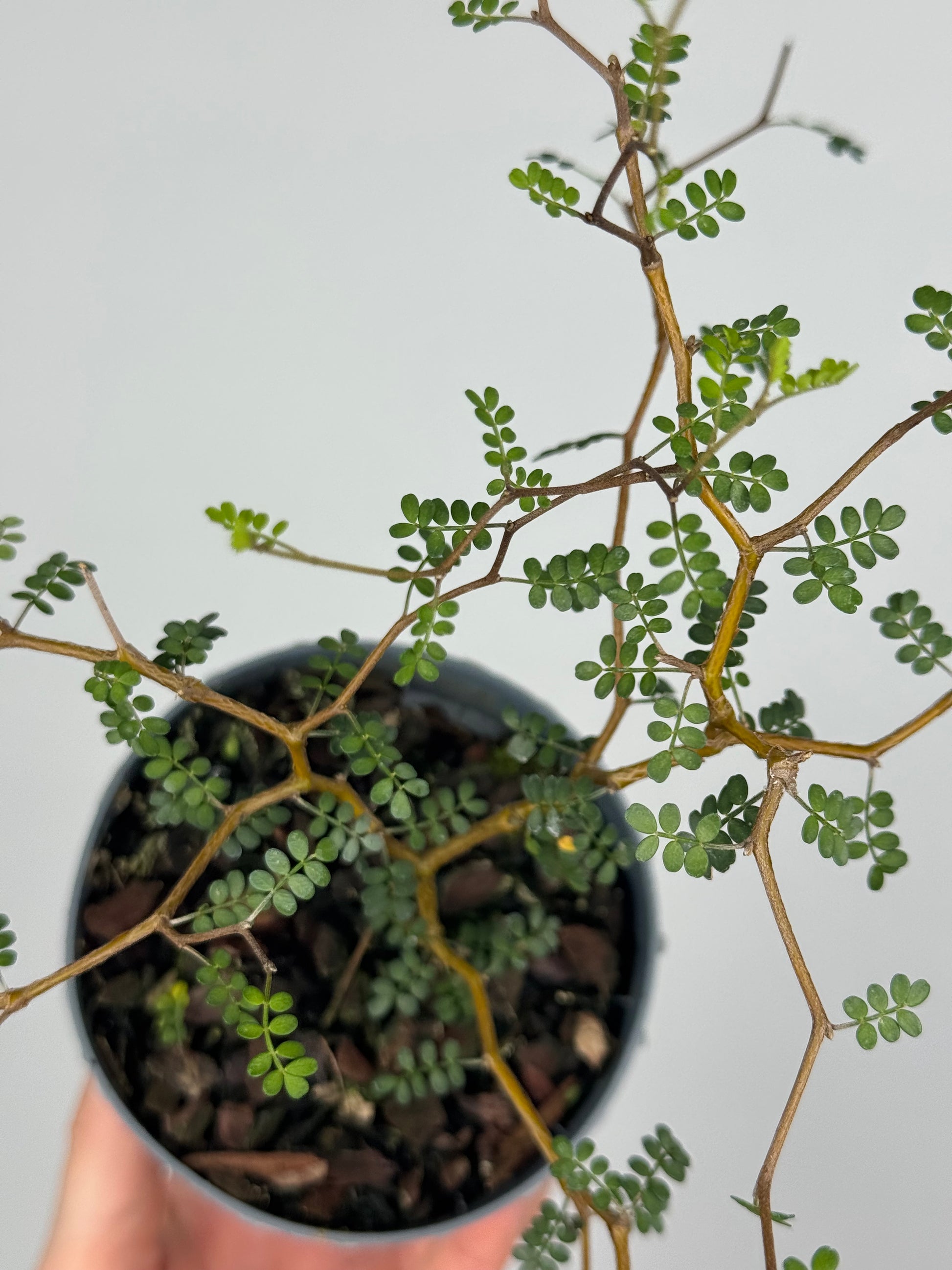 Sophora Prostrata “Little Baby”