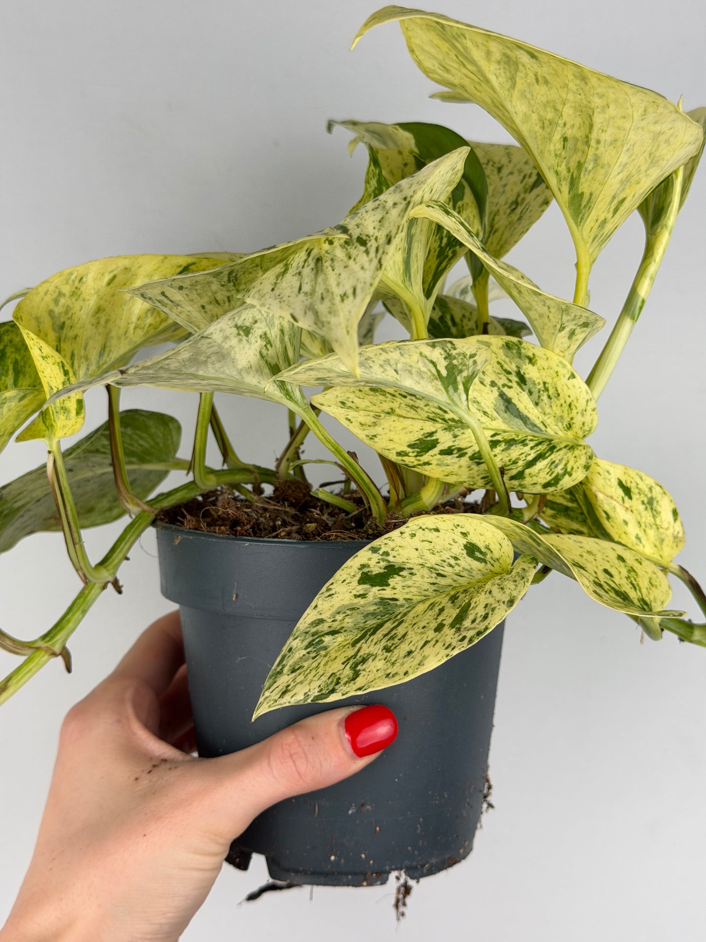 Epipremnum pinnatum 'Snow Leopard' Epipremnum Tropical Corner