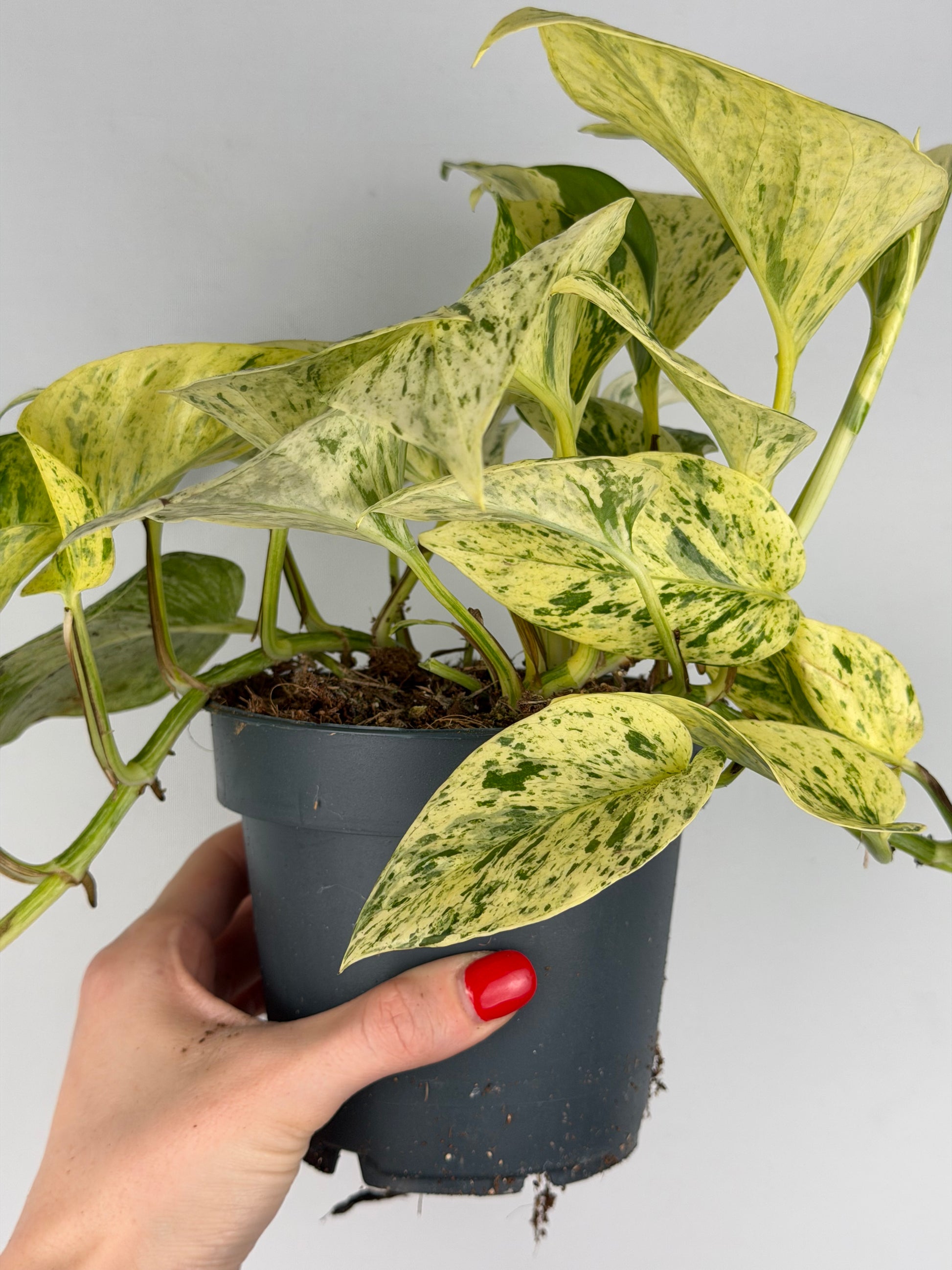 Epipremnum pinnatum 'Snow Leopard' Epipremnum Tropical Corner