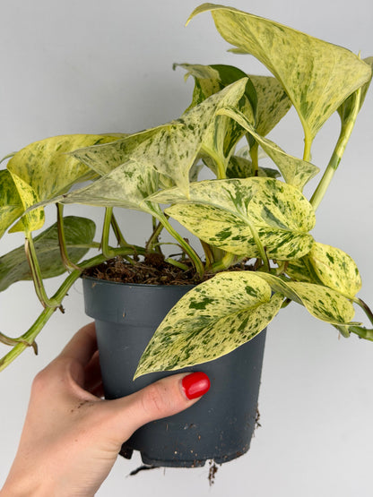 Epipremnum pinnatum 'Snow Leopard' Epipremnum Tropical Corner