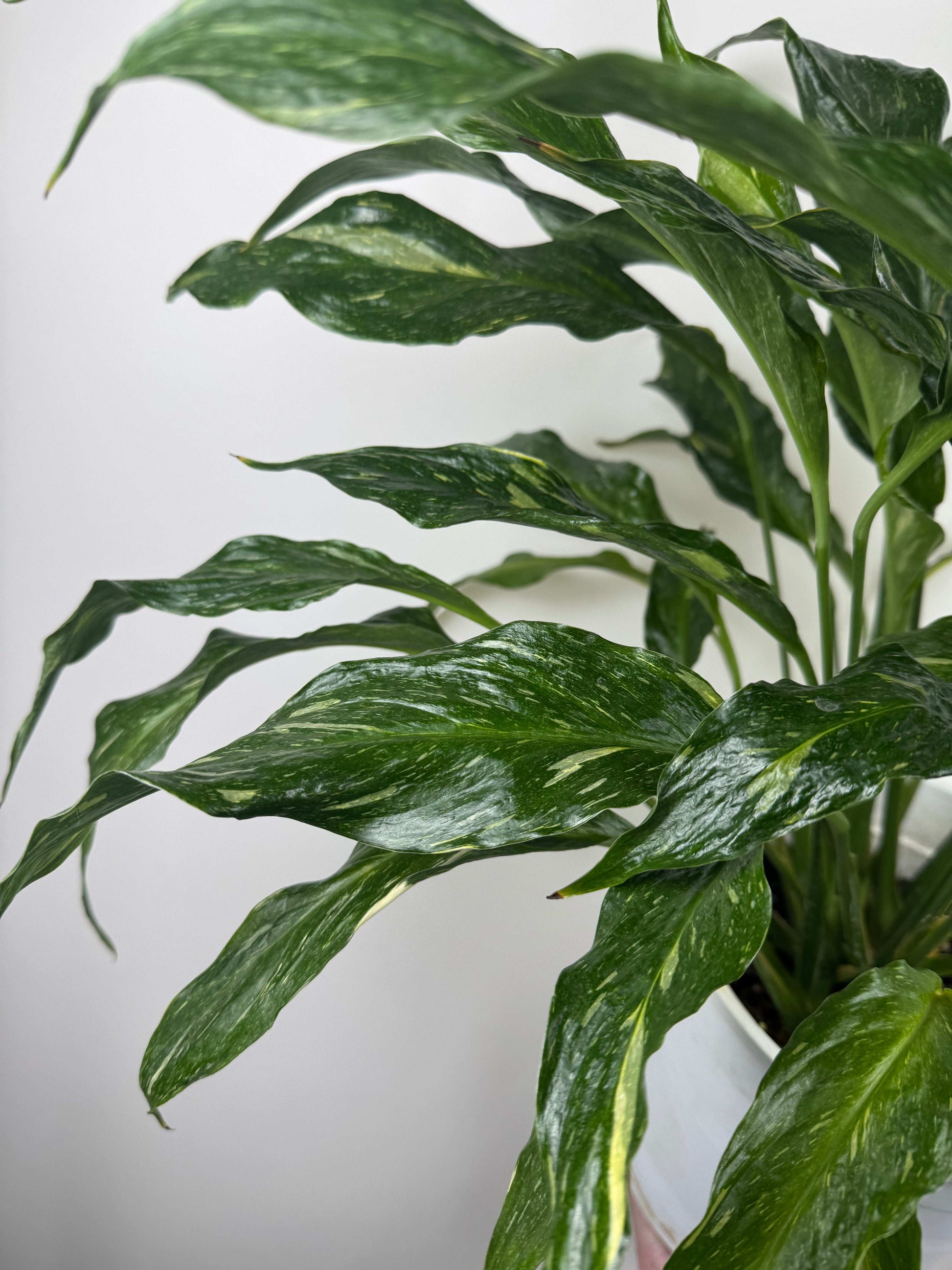 Spathiphyllum “Diamond Variegata”