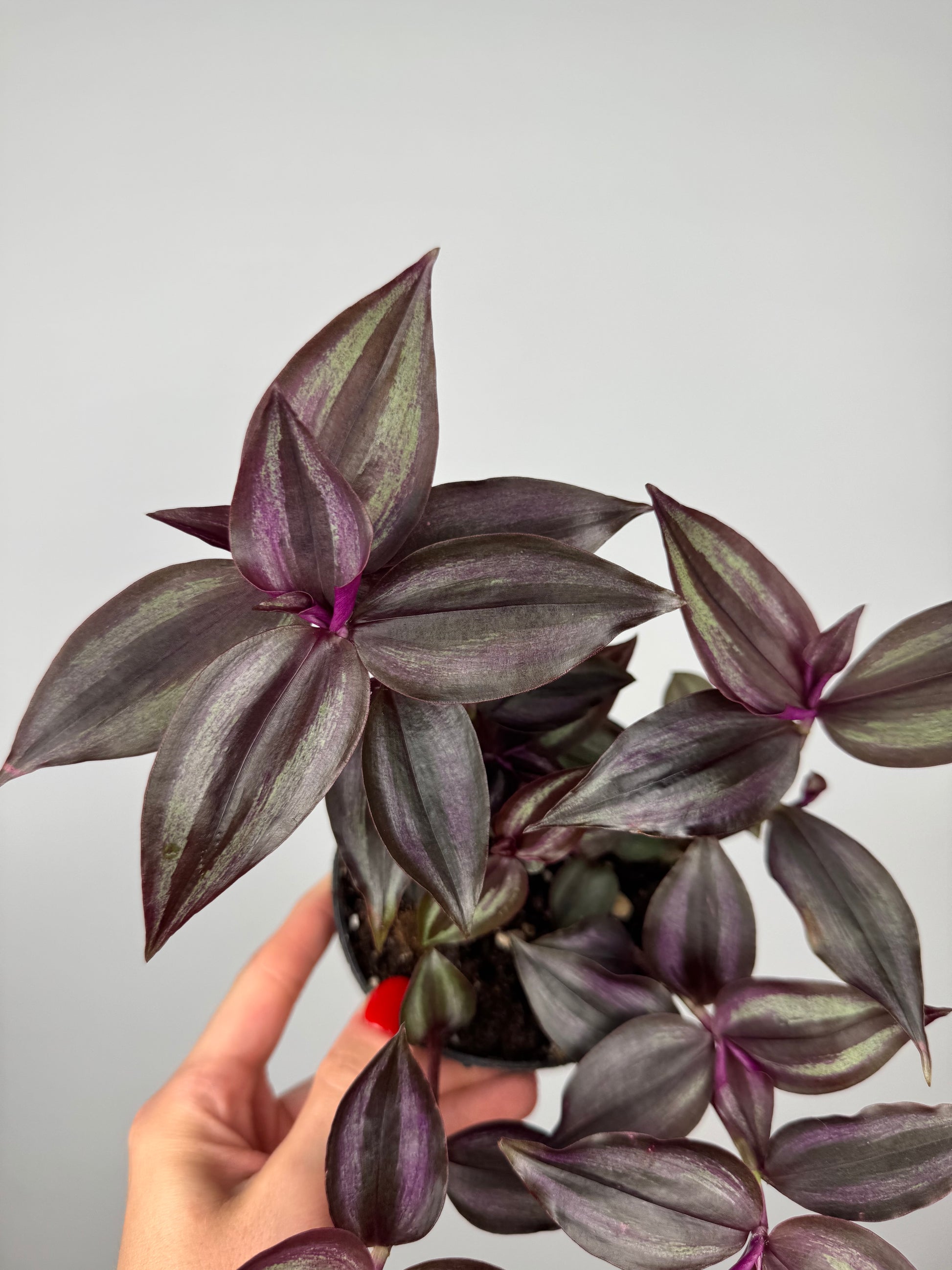 Tradescantia Burgundy