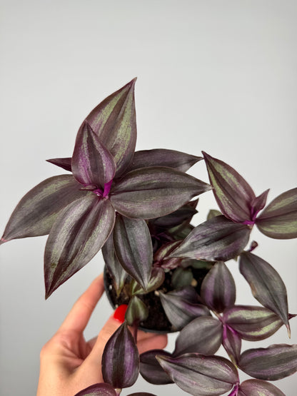 Tradescantia Burgundy