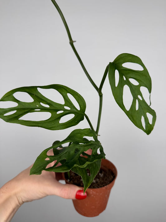 Monstera Adansonii | Kalea