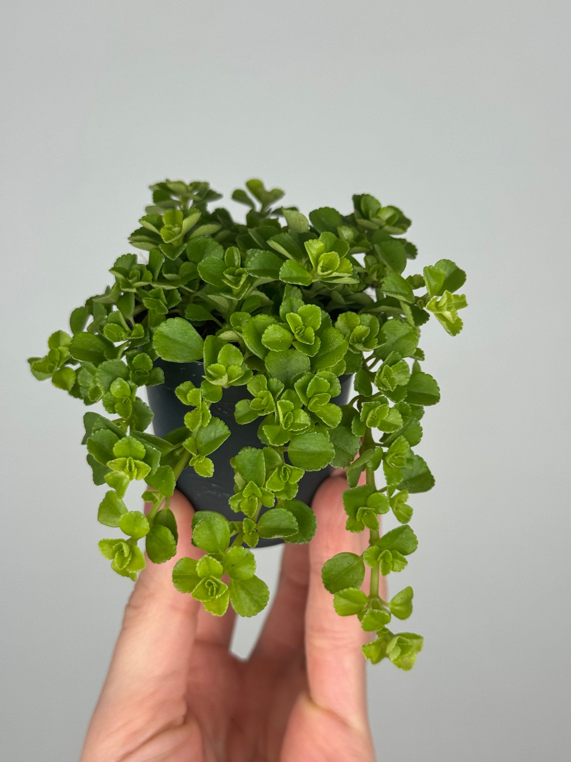 Pilea Depressa 'Sao Paulo'