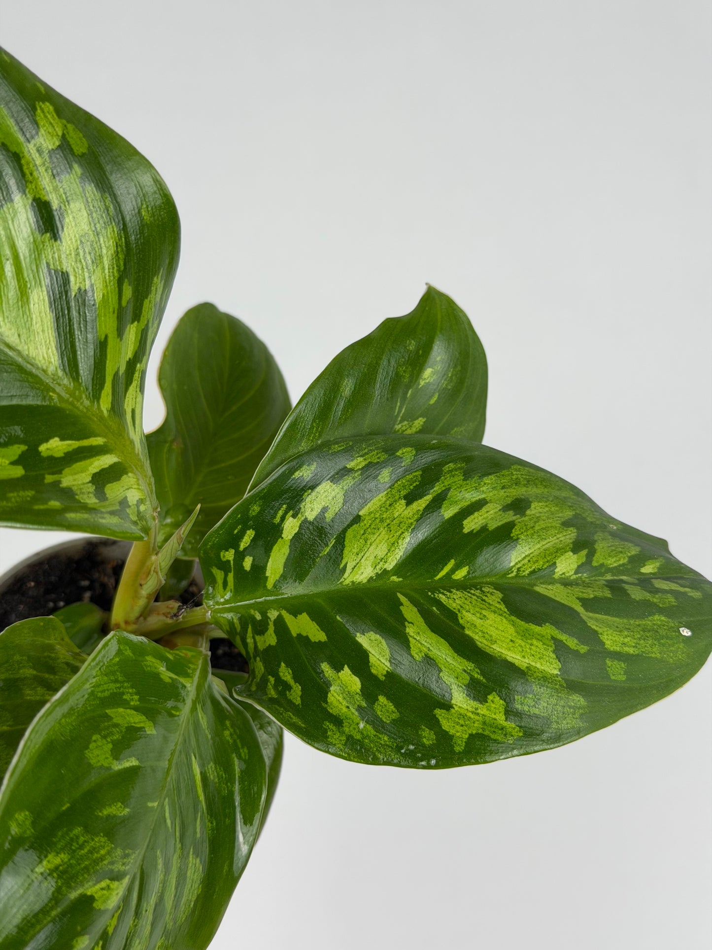 Homalomena wallisii 'Camouflage' Homalomena Tropical Corner