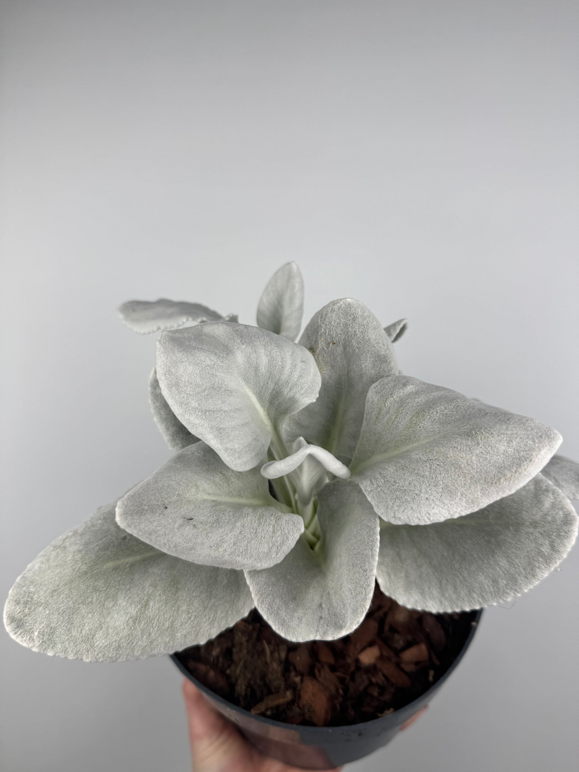 Senecio Candicans “Angel Wings”